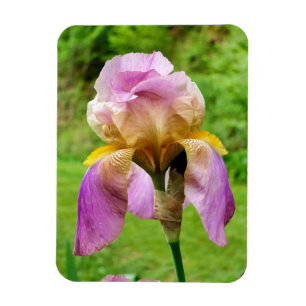Magnet Flexible Iris à poils