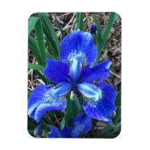 Iris bleu