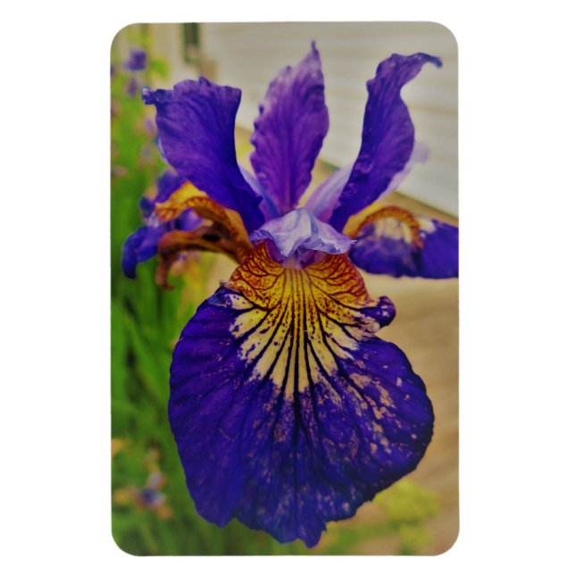Magnet Flexible Iris Fleur de Lys Bleu Canada Québec (Vertical)