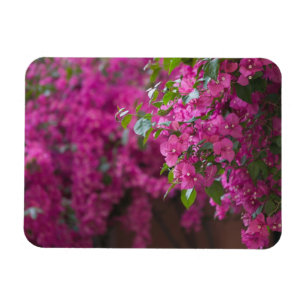 Magnet Flexible Italie, Sicile, Cefalu, Cour intérieure fleurie pa