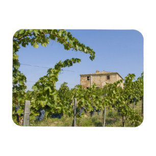Magnet Flexible Italie, Toscane, Montepulciano. Raisins prêts