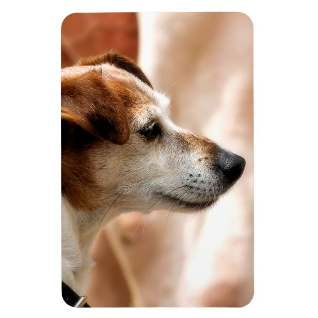 MAGNET FLEXIBLE JACK RUSSELL TERRIER CHIEN (Vertical)
