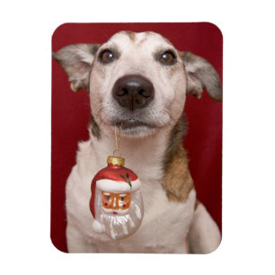 Magnet Flexible Jack Russell Terrier Holding Ornament de Noël
