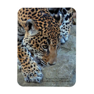 Magnet Flexible Jaguar Dans Le Sondage