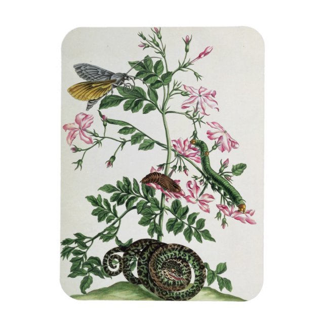 Magnet Flexible Jasmin : avec serpent, papillon de nuit, caterpill (Vertical)