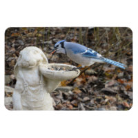 Jay bleu sur le rabbit Aimant d'alimentation d'ois
