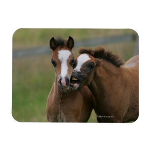 Magnet Flexible Jeu de poulains