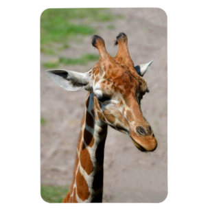 Magnet Flexible Jeune girafe