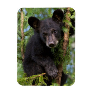 Magnet Flexible Jeune ourson noir jouant dans les arbres