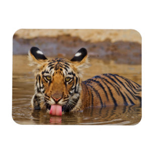 Magnet Flexible Jeune tigre du Bengale royal, buvant de l'eau