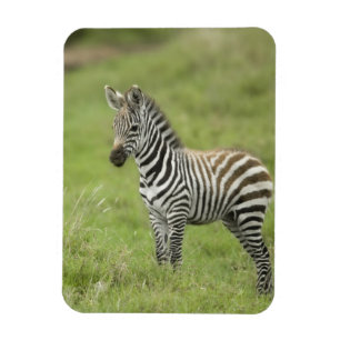 Magnet Flexible Jeune zèbre dans la plaine de Serengeti