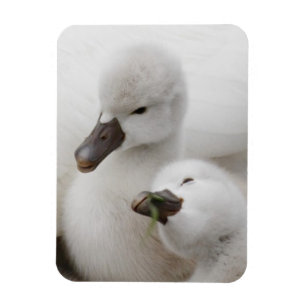Magnet Flexible Jeunes cygnes de cygne muet
