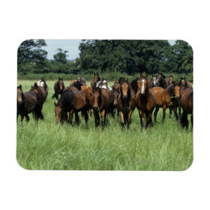 Magnet Flexible Jeunes de pur sang