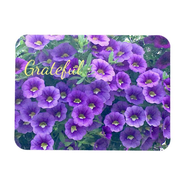 Magnet Flexible Jolie Grratitude pourpre Petunia (Horizontal)