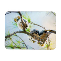 Jote Baby Ows Wildlife Photography
