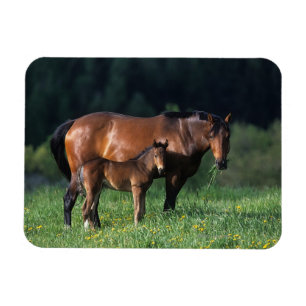 Magnet Flexible Jument et poulain 1 de pur sang