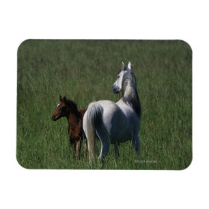 Magnet Flexible Jument et poulain arabes