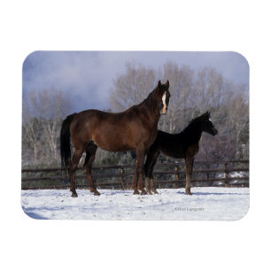 Magnet Flexible Jument et poulain arabes dans la neige