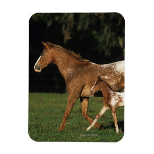 Magnet Flexible Jument et poulain d'Appaloosa
