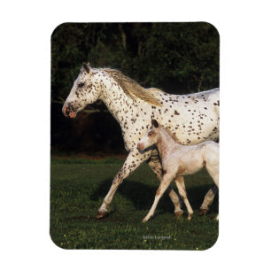 Magnet Flexible Jument et poulain d'Appaloosa dans le domaine