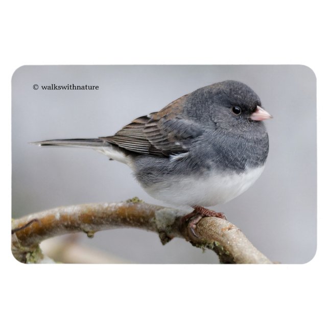 Magnet Flexible Junco à ardoise foncée sur l'arbre à poires (Horizontal)