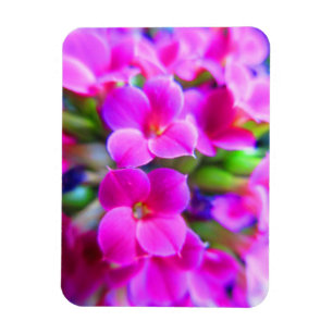 Magnet Flexible Kalanchoe heureux lumineux fleurit le pourpre