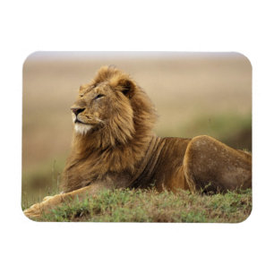 Magnet Flexible Kenya, Masai Mara   Lion mâle