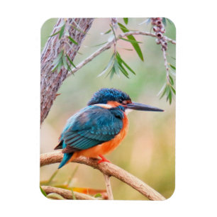 Magnet Flexible Kingfisher Perché sur la branche