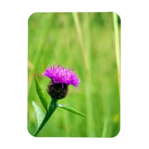 Magnet Flexible Knapweed