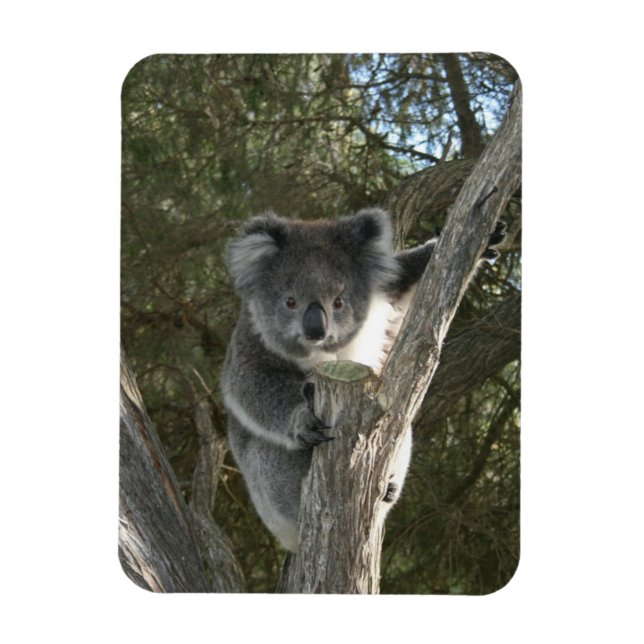 Magnet Flexible Koala (Vertical)