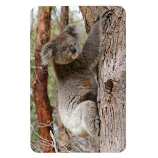 Magnet Flexible Koala Bear