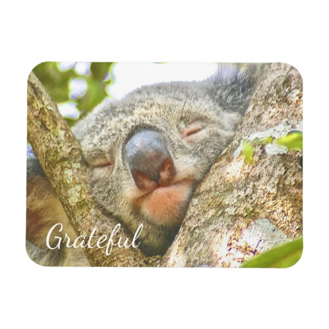 Magnet Flexible Koala Bear Gratitude (Horizontal)