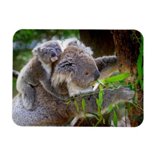 Magnet Flexible Koalas mignons