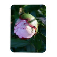 La fourmi et l'ombre sur la pivoine