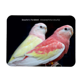 Magnet Flexible La perruque de Rubino Bourke