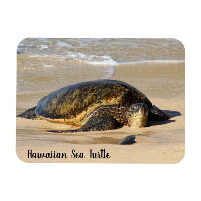 Magnet Flexible La tortue de mer d'Hawaï sur le sable (Horizontal)