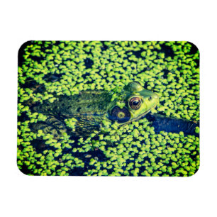 Magnet Flexible La vie d'étang d'amphibies de grenouille verte