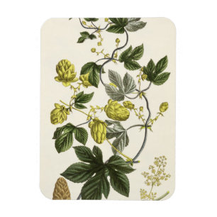 Magnet Flexible La vigne d'houblon, "du jeune terrien", édité