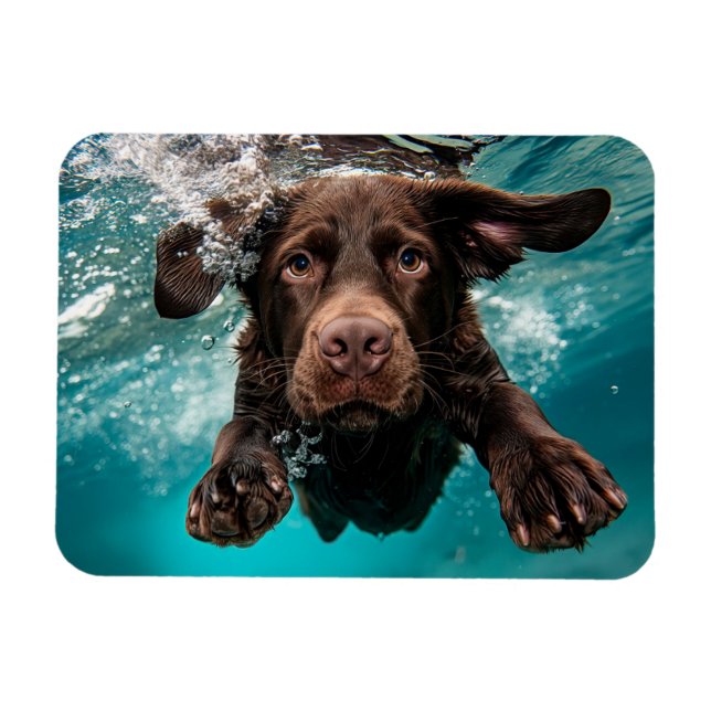 Magnet Flexible Labrador chocolat joueur nageant sous l'eau (Horizontal)