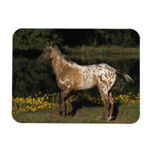Magnet Flexible Lac se tenant prêt horse d'Appaloosa