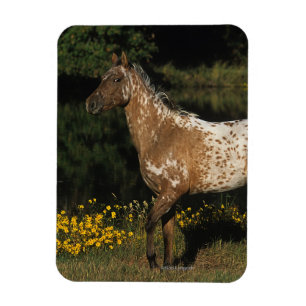 Magnet Flexible Lac se tenant prêt horse d'Appaloosa