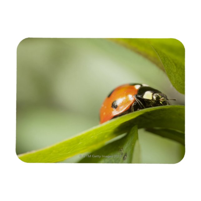 Magnet Flexible Ladybird sur la feuille, Ladybug sur la feuille (Horizontal)