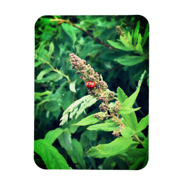 Magnet Flexible Ladybug (Vertical)