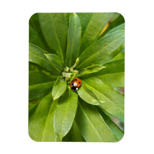 Magnet Flexible Ladybug