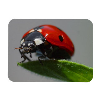 Magnet Flexible Ladybug sur la feuille