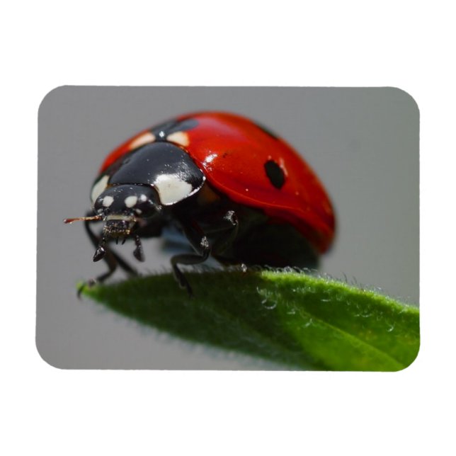Magnet Flexible Ladybug sur la feuille (Horizontal)