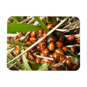 Magnet Flexible Ladybugs (Coccinellidae)