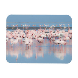 Magnet Flexible L'Afrique, Namibie, baie de Walvis