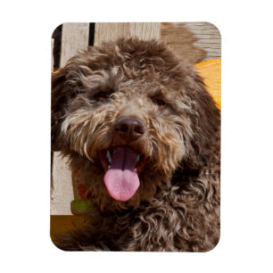 Magnet Flexible Lagotto Romagnolo allongé sur un banc en bois