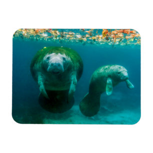Magnet Flexible Lamantin mère avec son veau à Crystal River